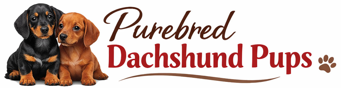 Purebred Dachshund Pups